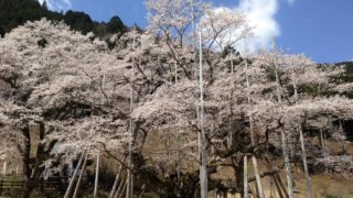 樹齢1500年の根尾谷淡墨桜(岐阜県本巣市)が見頃を迎えました