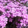 芝桜専門庭園「芝桜の大群落 花のじゅうたん」をみんなで見たらみんなハッピー