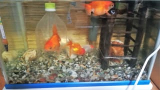 金魚注意報!?金魚がひっくり返って転覆病とやらにかかってしまいました…