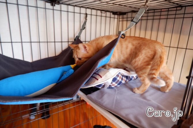 cat-hammock-6