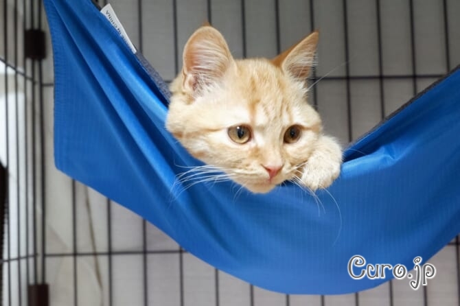cat-hammock-7