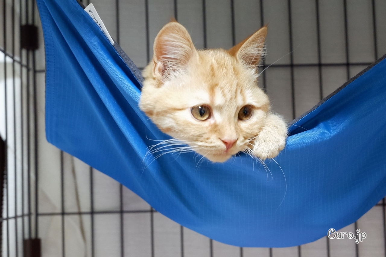アマゾンの猫用ハンモックを買ってみたところ なかなか好評のようです