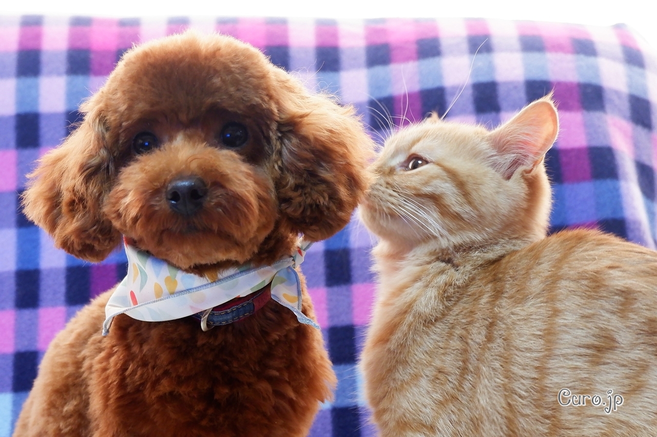 イヌとネコ どちらを飼うか迷う 飼いやすさを比較 検討してみた